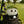 Load image into Gallery viewer, Peluche Kunjo - Famille Sport
