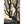 Charger l&#39;image dans la galerie, Anne de Green Gables series

